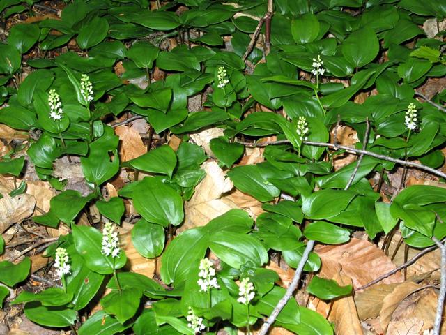 Canada mayflower.JPG